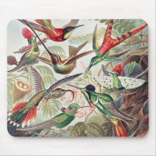 Mousepad Hummingbird, Trochilidae Kolibris, por Ernst Haeck