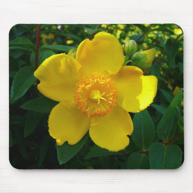 Mousepad Hypericum Hidcote (Rua. João) (Frente)