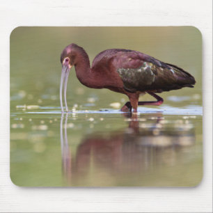 Mousepad Ibis nas lagoas