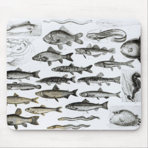 Mousepad Ictiologias, peixes ósseos, Marisipobranchs