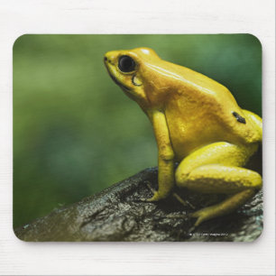 Mousepad igualmente sabido como o sapo dourado do dardo;