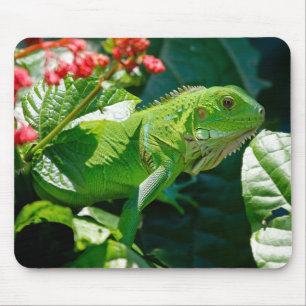 Mousepad Iguana, Animal, Natureza