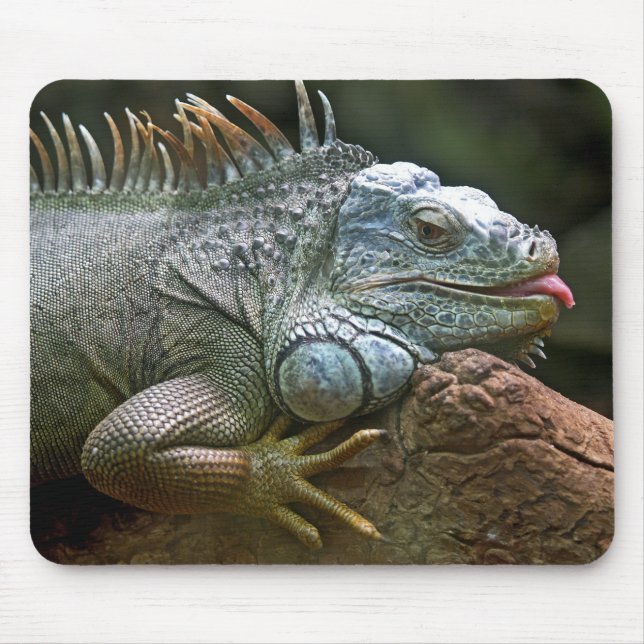 Mousepad iguana, animal, vida selvagem (Frente)