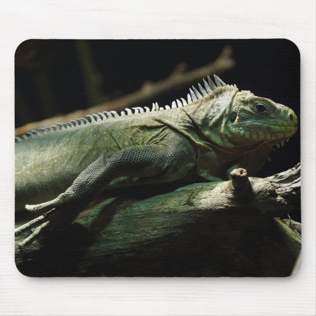 Mousepad Iguana delicatissima (Frente)