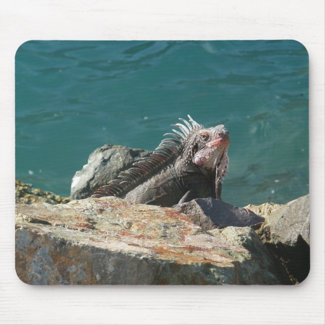 Mousepad Iguana em St. Thomas (Frente)