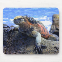 Iguana marinha