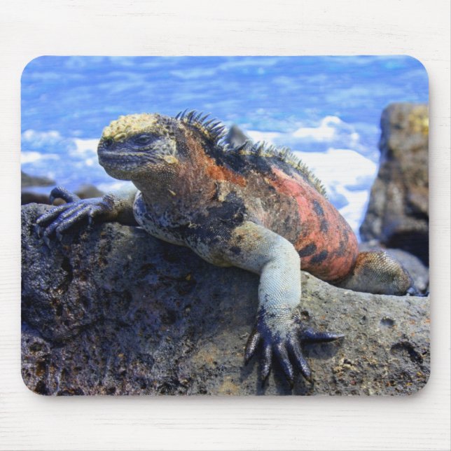Mousepad Iguana marinha (Frente)