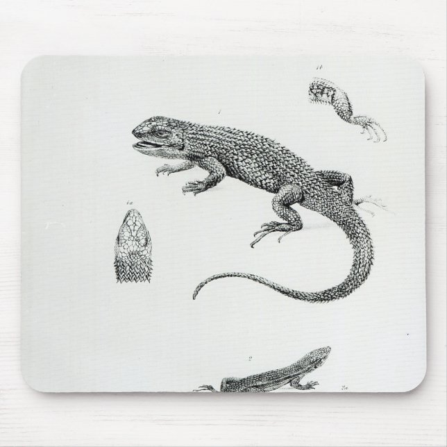 Mousepad Iguana Shingled (Frente)