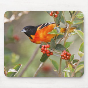 Mousepad Ilha de South Padre, Texas, EUA, Baltimore Oriole
