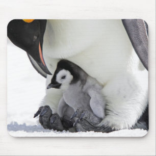 Mousepad Ilha do monte da neve do pinguim de imperador