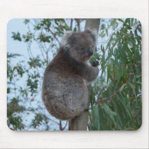 Mousepad Ilha Kangaroo, Austrália - Cuta Koala em uma árv