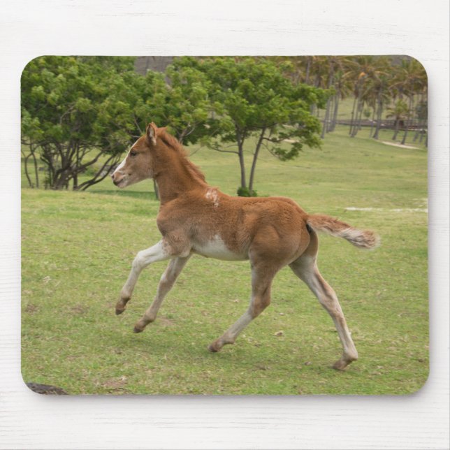 Mousepad Ilha páscoa Rapa Nui (Frente)