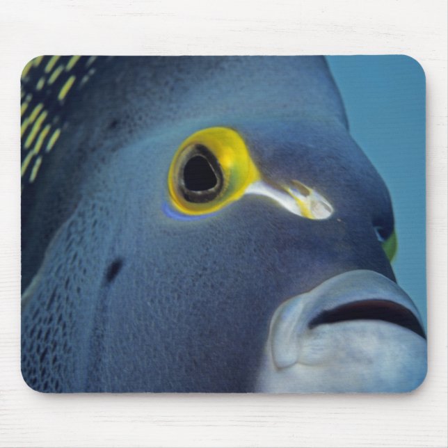 Mousepad Ilhas Cayman, Peixe-anjo-francês Pomacanthus (Frente)
