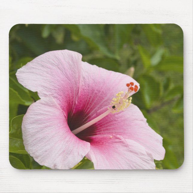 Mousepad Ilhas Cook, Atiu. Flor de hibisco. (Frente)