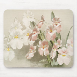 Mousepad Ilustração Antiga do Flor das Orquídeas Brancas