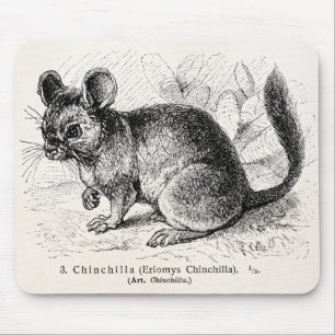 Mousepad Ilustração das chinchilas da chinchila dos 1800s