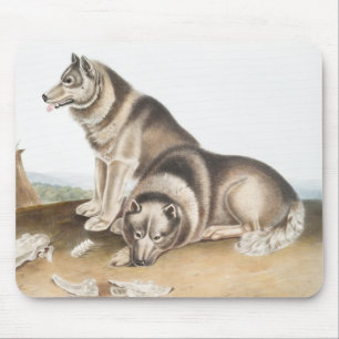 Mousepad Ilustração de Cão Esquimaux (Canis familiaris)
