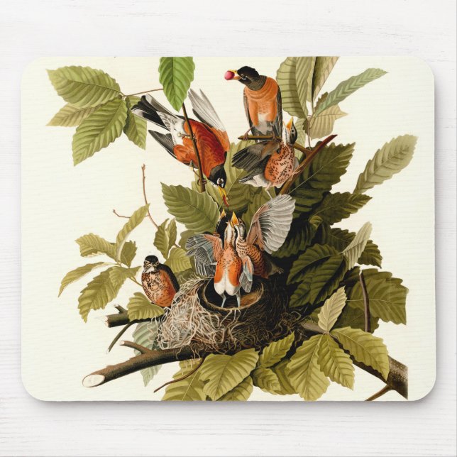 Mousepad Ilustração de Pássaros Robin Wildlife da América d (Frente)