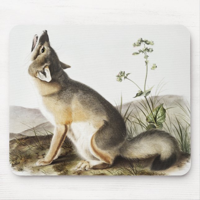 Mousepad Ilustração de Raposa Swift (Vulpes velox) (Frente)