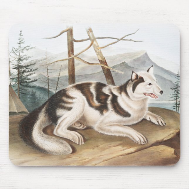 Mousepad Ilustração do Cão Índio lebre (Canis familiaris) (Frente)