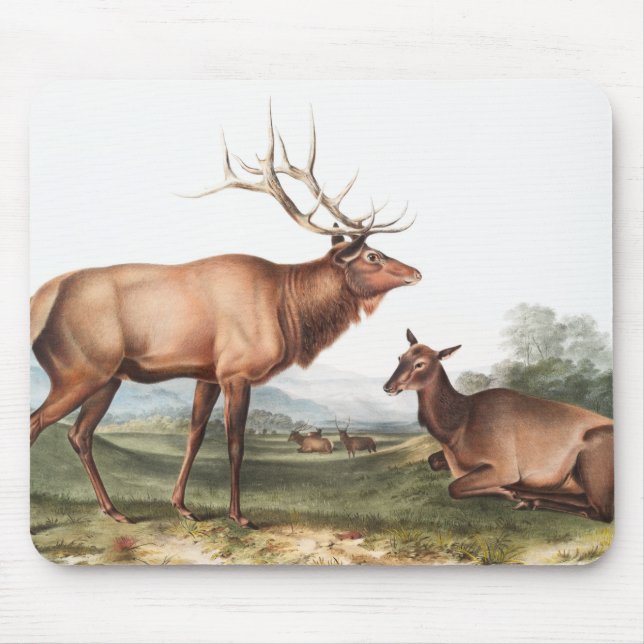 Mousepad Ilustração do Elk Americano (Cervus Canadensis) (Frente)
