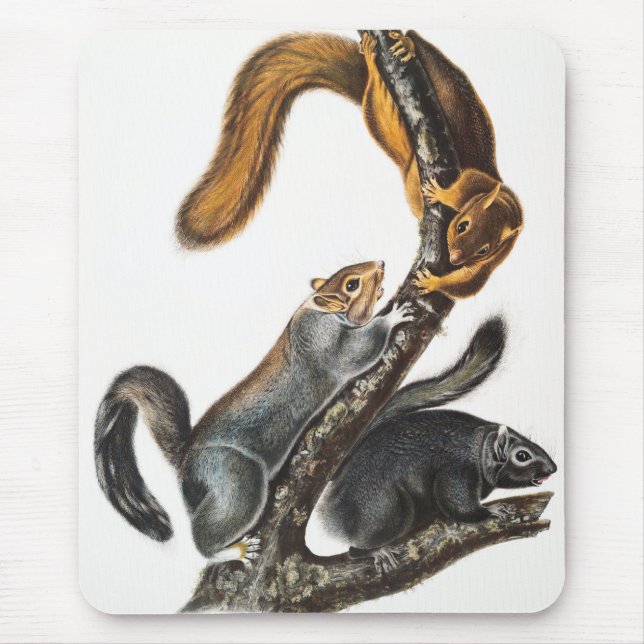 Mousepad Ilustração do Esquilo Gato (Sciurus cinereus) (Frente)