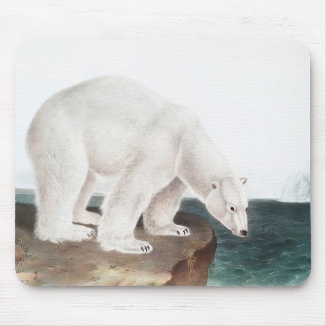 Mousepad Ilustração do Urso Polar (Ursus maritimus) (Frente)
