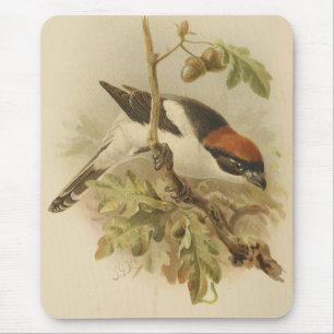 Mousepad Ilustração Vintage de Woodchat Shrike