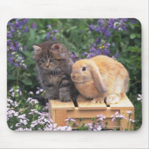 Mousepad Imagem de um gatinho e de uma posição do coelho