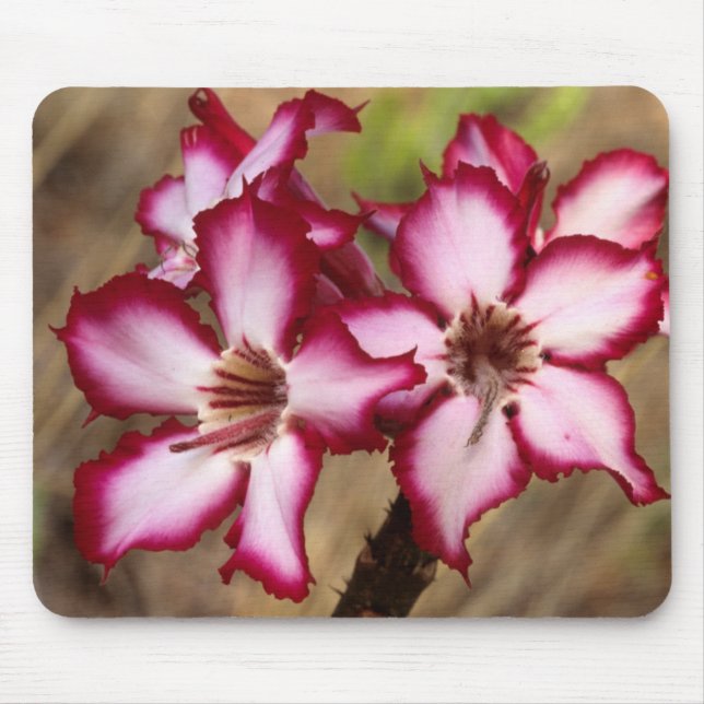 Mousepad Impala Lily (Adenium Multiflorum), Kruger (Frente)