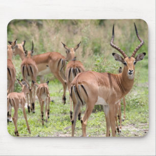 Mousepad Impala no Delta do Okavango
