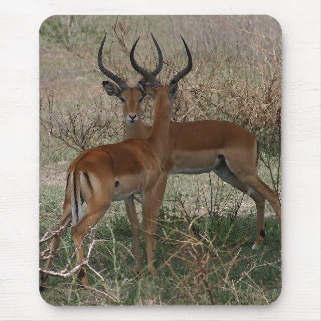 Mousepad Impalas no Serengeti (Frente)