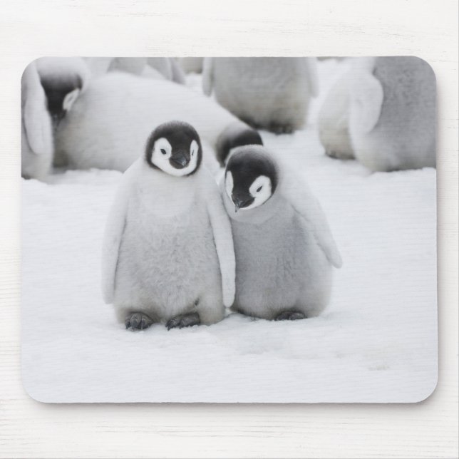 Mousepad Imperador Pinguim Pintinho no Gelo na Antártica (Frente)