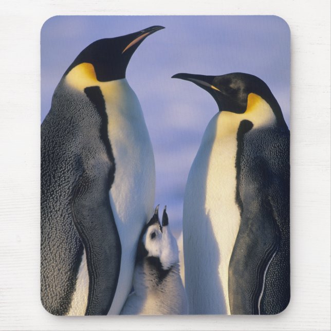 Mousepad Imperador Pinguins (Aptenodytes forsteri) Adultos (Frente)