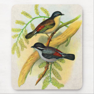 Mousepad impressão de aves bonito