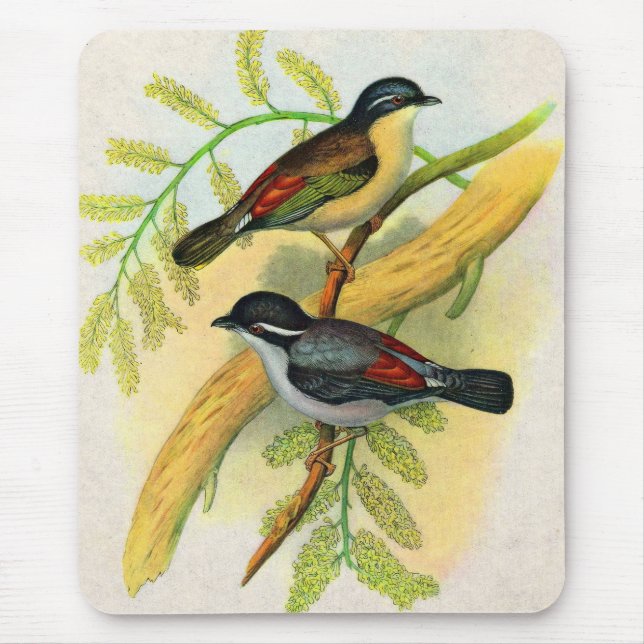 Mousepad impressão de aves bonito (Frente)