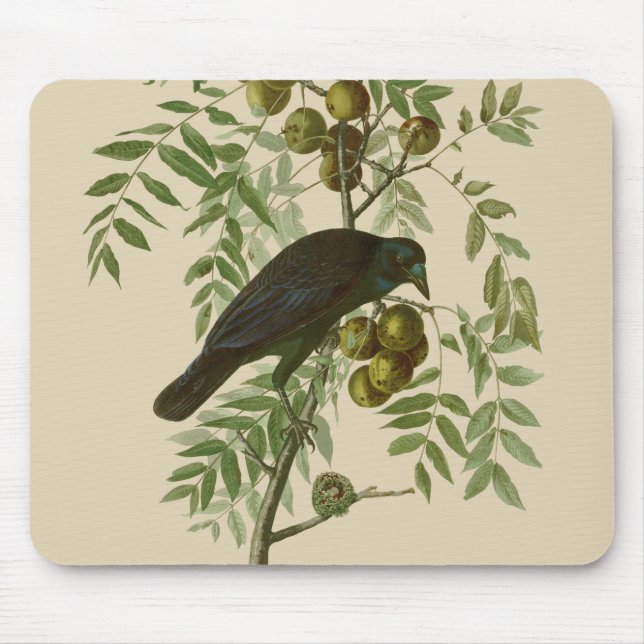 Mousepad Impressão de Pássaro Grackle Roxo de Audubon Vinta (Frente)
