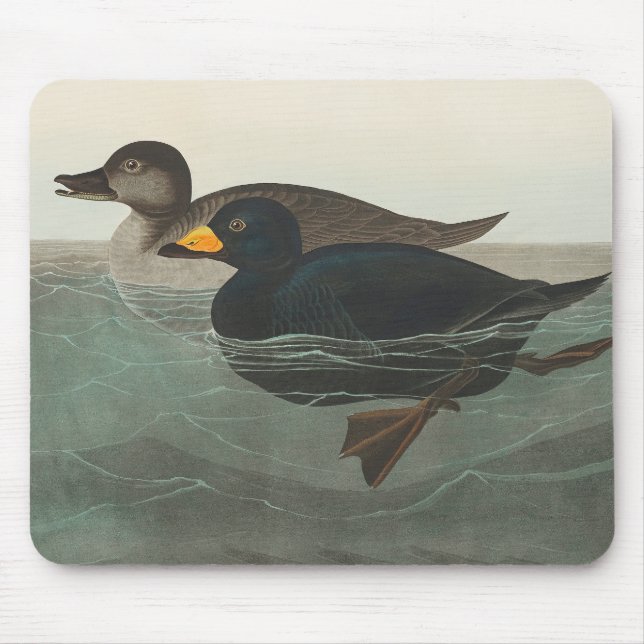 Mousepad Impressão do Pato-Marinho-Preto de Audubon: Pato C (Frente)
