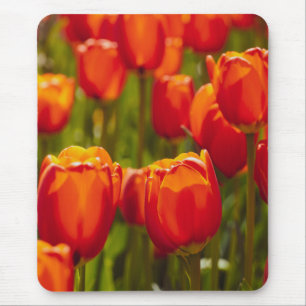 Mousepad Impressão fotográfica de tulipas vermelhas.