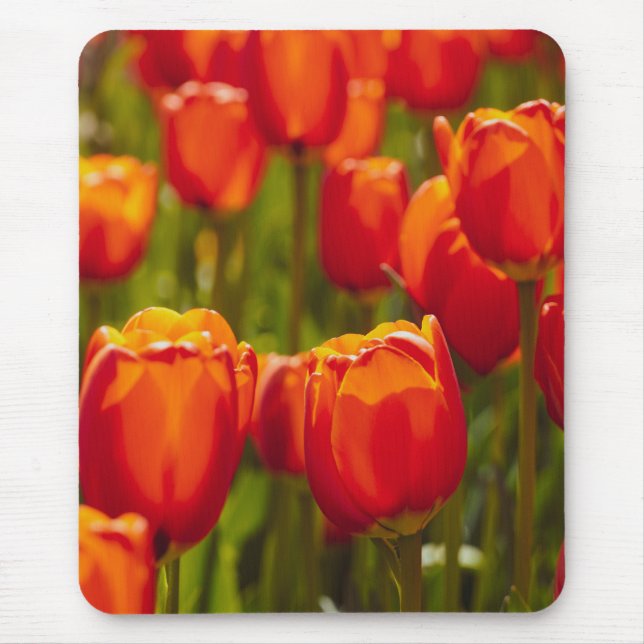 Mousepad Impressão fotográfica de tulipas vermelhas. (Frente)