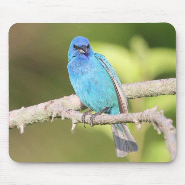 Mousepad Indigo Bunting (Frente)