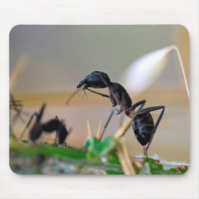Mousepad Inseto comedor de formigas (Frente)