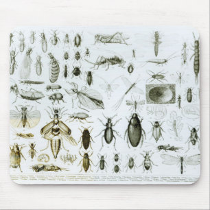 Mousepad Insetos da entomologia