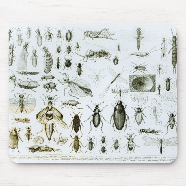 Mousepad Insetos da entomologia (Frente)
