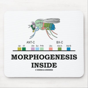 Mousepad Interior da morfogênese (genes da drosófila da