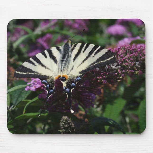 Mousepad Iphiclides podalirius (Frente)