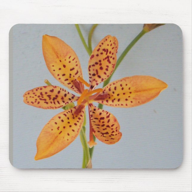 Mousepad Íris de manchas laranjadas chamada Lírio amora-pre (Frente)