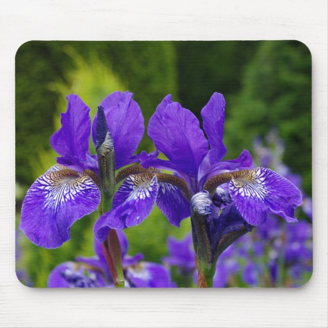 Mousepad Iris sibirica fotografia floral (Frente)