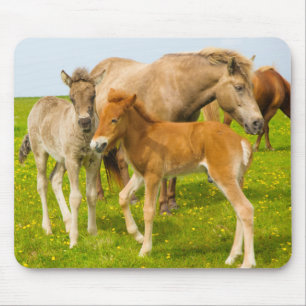 Mousepad Islândia. Dyrholaey. Potros de cavalo islandês