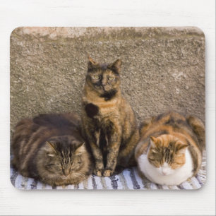 Mousepad Itália, Cinque Terre, Vernazza. Três gatos